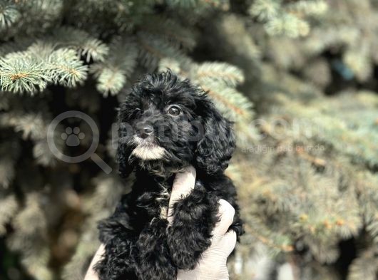Maltipoo Yavrularım Sağlık Ve Irk Garantilidir görsel