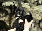 Maltipoo Yavrularım Sağlık Ve Irk Garantilidir
