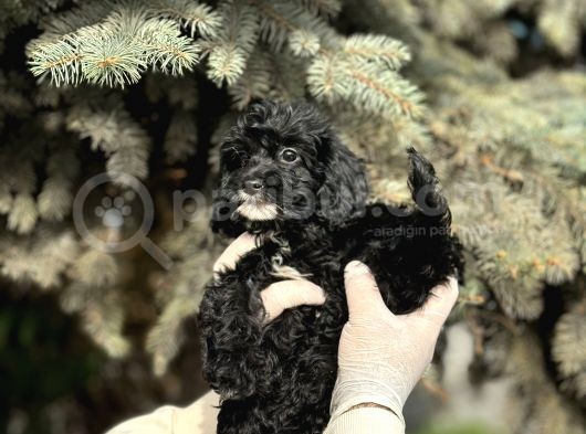 Maltipoo Yavrularım Sağlık Ve Irk Garantilidir
