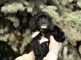 Maltipoo Yavrularım Sağlık Ve Irk Garantilidir