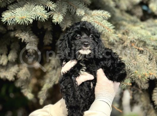 Maltipoo Yavrularım Sağlık Ve Irk Garantilidir görsel