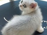 Secereli Soydan Ns11 Silver British Shorthair Erkek Yavru