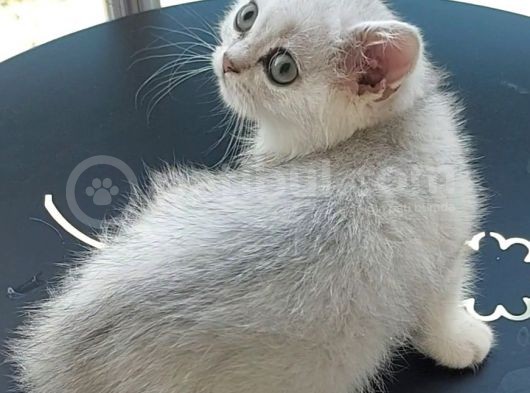 Secereli Soydan Ns11 Silver British Shorthair Erkek Yavru görsel