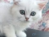 Secereli Soydan Ns11 Silver British Shorthair Erkek Yavru