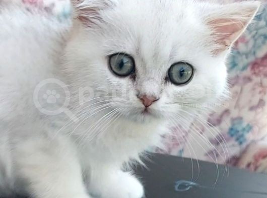 Secereli Soydan Ns11 Silver British Shorthair Erkek Yavru görsel