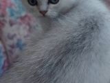 Secereli Soydan Ns11 Silver British Shorthair Erkek Yavru