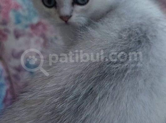 Secereli Soydan Ns11 Silver British Shorthair Erkek Yavru görsel