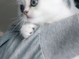 Secereli soydan ns11 silver british shorthair erkek yavru