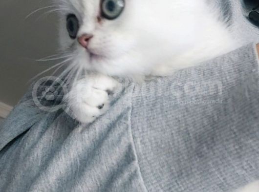 Secereli Soydan Ns11 Silver British Shorthair Erkek Yavru
