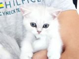 Secereli Soydan Ns11 Silver British Shorthair Erkek Yavru