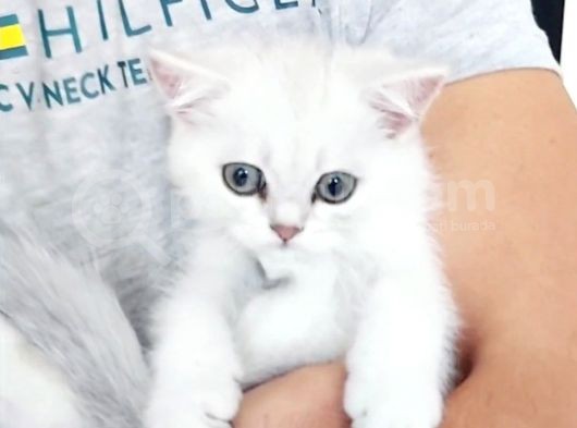 Secereli Soydan Ns11 Silver British Shorthair Erkek Yavru görsel