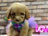 Irk Ve Sağlik Garanti̇li̇ Toy Poodle Di̇şi̇ Yavru