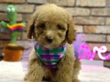 IRK VE SAĞLIK GARANTİLİ TOY POODLE DİŞİ yAVRU