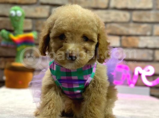 Irk Ve Sağlik Garanti̇li̇ Toy Poodle Di̇şi̇ Yavru