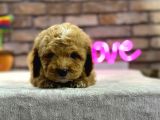 Show Kali̇te Toy Poodle Erkek Yavru