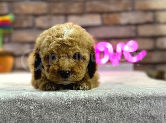 Show Kali̇te Toy Poodle Erkek Yavru görsel
