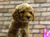 Secereli̇ Toy Poodle Erkek Yavru