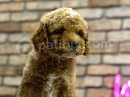 Secereli̇ Toy Poodle Erkek Yavru görsel