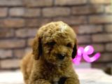 Show Kali̇te Toy Poodle Erkek Yavru