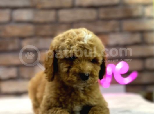 Show Kali̇te Toy Poodle Erkek Yavru görsel