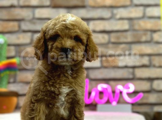 Secereli̇ Toy Poodle Erkek Yavru görsel
