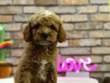 Show Kali̇te Toy Poodle Erkek Yavru