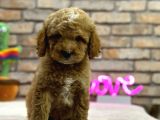 SECERELİ TOY POODLE ERKEK YAVRU