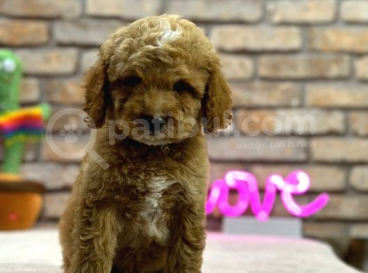 Secereli̇ Toy Poodle Erkek Yavru