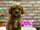 Secereli̇ Toy Poodle Erkek Yavru