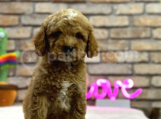 Secereli̇ Toy Poodle Erkek Yavru görsel