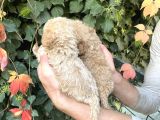 Maltipoo Yavrılarım Sağlık Ve Irk Garantilidir