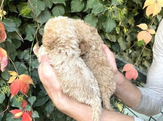 Maltipoo Yavrılarım Sağlık Ve Irk Garantilidir görsel