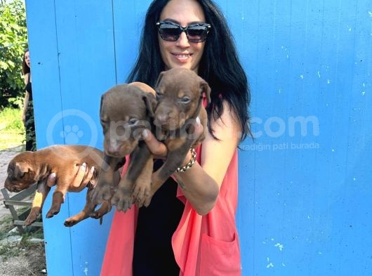 Doberman Kozıl Ve Siyah Yavrularım Sağlık Ve Irk Garantilidir görsel