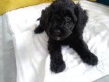Petmode Köpek Çiftliğinden  Balack Toy Poodle Yavrumuz
