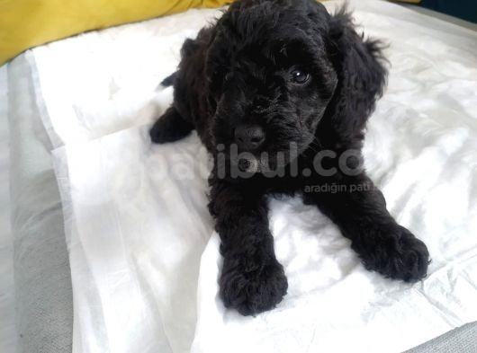 Petmode Köpek Çiftliğinden  Balack Toy Poodle Yavrumuz görsel