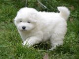KIF FCI ŞECERELİ SAMOYED YAVRULAR