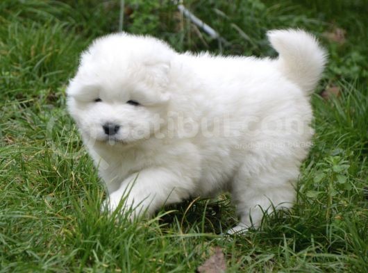 Kif Fci Şecereli̇ Samoyed Yavrular