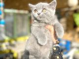 mükemmel kalitede britis shorthair kızlarımız