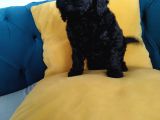 Petmode Köpek Çiftliğinden  Balack Toy Poodle Yavrumuz