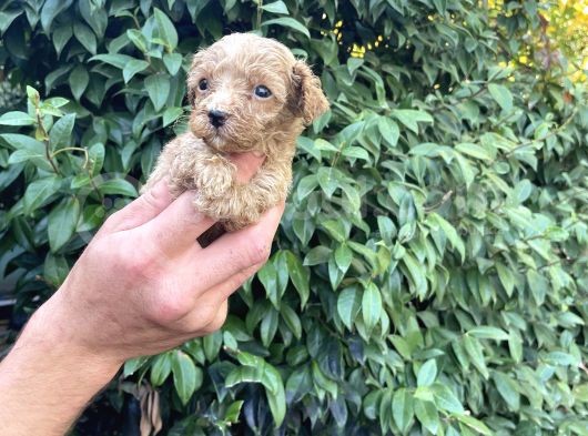 Maltipoo Yavrılarım Sağlık Ve Irk Garantilidir görsel