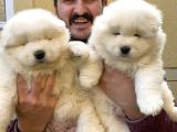 Kif Fci Şecereli̇ Samoyed Yavrular