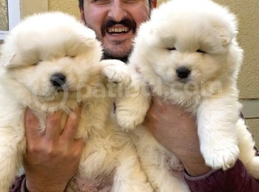 Kif Fci Şecereli̇ Samoyed Yavrular görsel