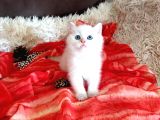 Golden Point Ve Golden Tabby  Muhteşem Bebekler