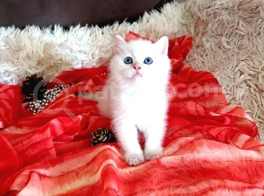 Golden Point Ve Golden Tabby  Muhteşem Bebekler görsel
