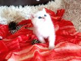 Golden point ve golden tabby  muhteşem bebekler