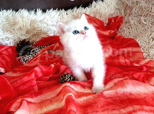 Golden Point Ve Golden Tabby  Muhteşem Bebekler