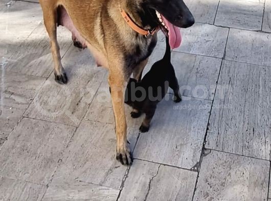 Ori̇ji̇nal Saf Belçi̇ka Kurdu Malinoisyavrulari görsel
