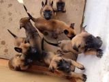 Ori̇ji̇nal Saf Belçi̇ka Kurdu Malinoisyavrulari
