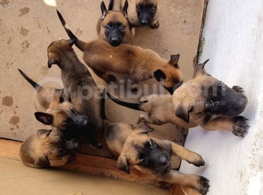 Ori̇ji̇nal Saf Belçi̇ka Kurdu Malinoisyavrulari görsel