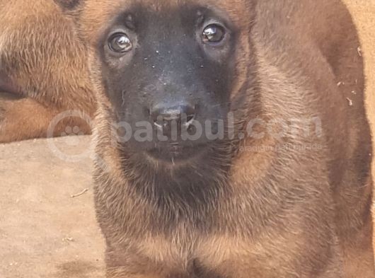 Ori̇ji̇nal Saf Belçi̇ka Kurdu Malinoisyavrulari